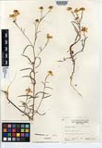 Heliomeris multiflora image
