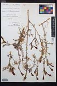 Epilobium canum image