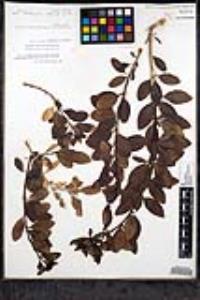 Gambelia speciosa image