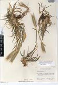 Hordeum murinum image
