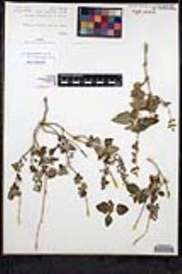 Salvia melissodora image