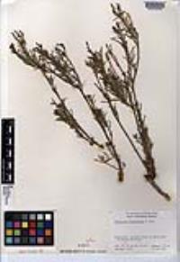 Stillingia linearifolia image