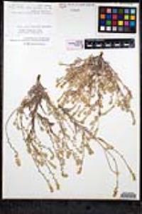 Cryptantha intermedia var. intermedia image