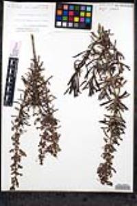 Trichostema parishii image