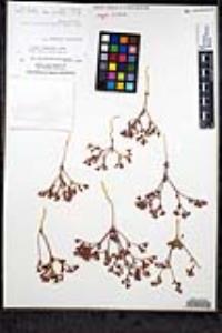 Chorizanthe fimbriata var. laciniata image