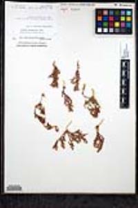 Lastarriaea coriacea image