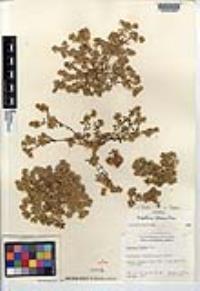 Lepidium flavum image
