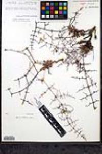 Eriogonum scalare image