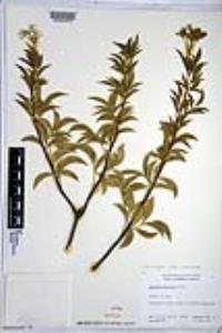 Sambucus cerulea image
