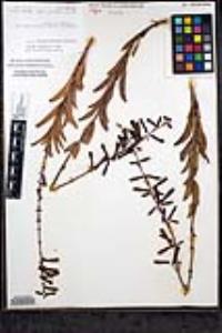 Penstemon centranthifolius image