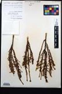 Ericameria cooperi image