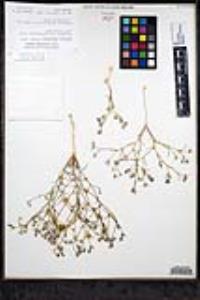 Eriastrum sapphirinum subsp. sapphirinum image