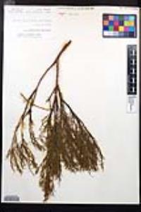 Adenostoma sparsifolium image