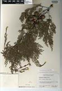 Cupressus guadalupensis var. forbesii image