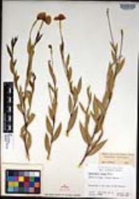 Dendromecon rigida image