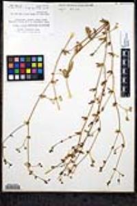 Allophyllum glutinosum image