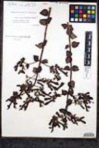 Keckiella cordifolia image