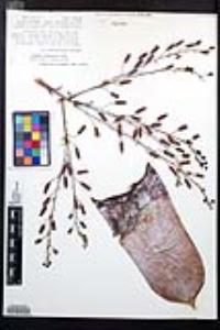 Dudleya pulverulenta image