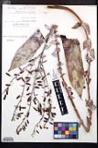 Dudleya pulverulenta image