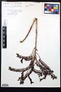 Dudleya cultrata image