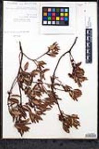 Xylococcus bicolor image