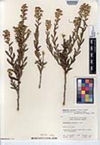 Hazardia orcuttii image