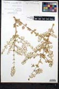 Condea emoryi image