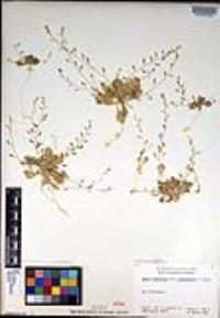 Draba cuneifolia image