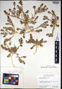 Lepidium lasiocarpum subsp. palmeri image