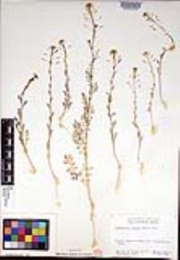 Descurainia pinnata subsp. glabra image