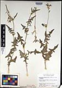 Lyrocarpa coulteri image