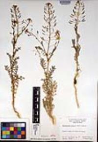 Descurainia pinnata subsp. glabra image