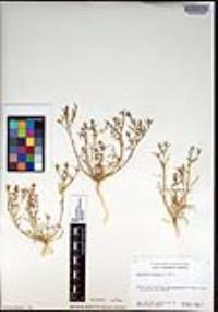 Lepidium lasiocarpum subsp. palmeri image