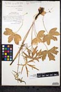 Delphinium parryi image