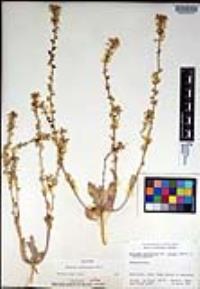 Dithyrea californica image
