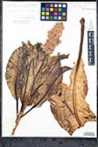 Rumex hymenosepalus image