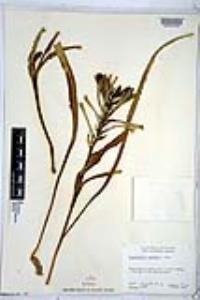 Hesperocallis undulata image