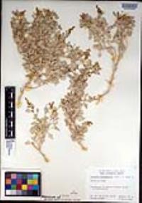 Atriplex hymenelytra image