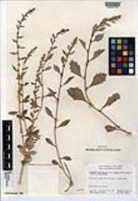 Atriplex barclayana subsp. lurida image