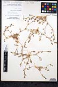 Chorizanthe flava image