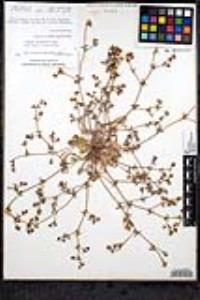 Chorizanthe flava image