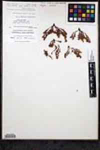 Lastarriaea ptilota image