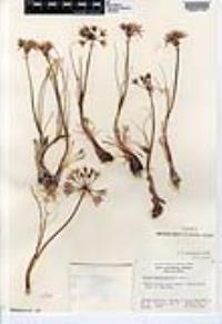 Allium haematochiton image