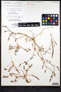 Chorizanthe mutabilis image