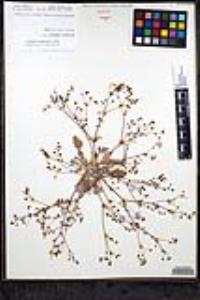 Eriogonum thurberi image