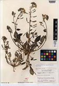 Chylismia claviformis var. yumae image