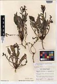 Chylismia claviformis image