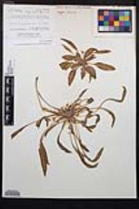 Eremothera boothii var. condensata image