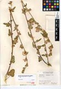 Sphaeralcea axillaris image