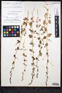 Sairocarpus pusillus image
